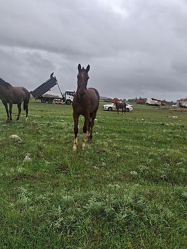 Лошади, кони: Продаю | Кобыла (самка) | Рабочий — 5