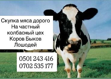 коровы кант: Скупка быков коров лошадей вынужденный забой. На частный колбасный цех — 1