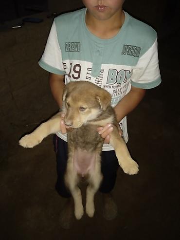 кошка породистые: Хаски, 1 месяц, Самка, С родословной — 3