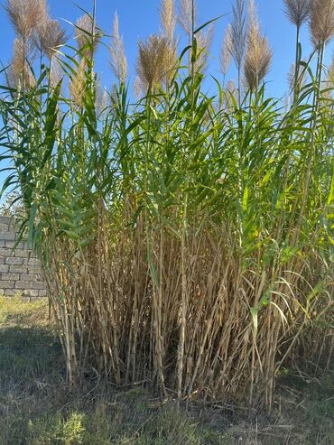 Bitkilər: Dekorativ qamış/kortaderiya (pampas otu) kolları - Hündürlüyü
