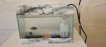 akvarium filter: Dördbucaq akvarium, Balıqlarla birlikdə, 5 l, Pulsuz çatdırılma
