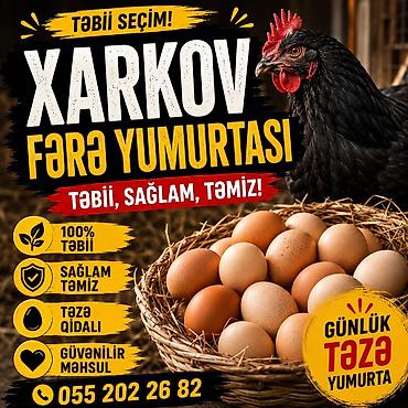 hundusqa yumurtasi: Xarkov fərə yumurtası – təbii seçim! - 100% təbii mənbədən - Sağlam — 1