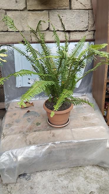 çilədağı bitkisi qiyməti: Satılır: dekorativ saksı bitkiləri dəsti - Schefflera arboricola — 3