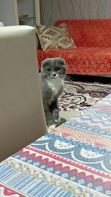 Pişiklər: Şotland yastı qulaq — 5