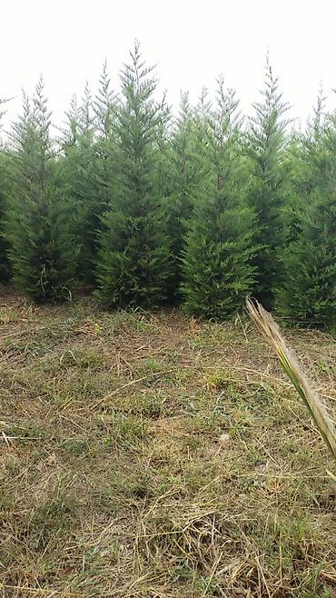 ağac: Leylandi şam agaci (Cupressocyparis leylandii) iynəyarpaq dekorativ — 3