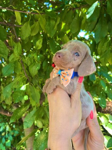 Psi: Odgajivacnica pasa "Happy Puppies" ima u ponudi patuljaste jazavicare — 3