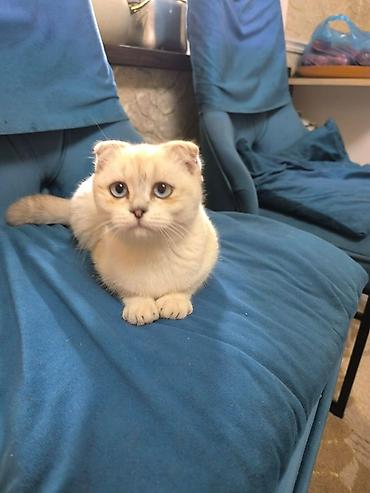 британская короткошерстная кошка вислоухая: Шотландский вислоухий котёнок (Scottish Fold) - Окрас: светлый крем с — 2