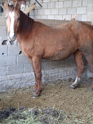 Лошади, кони: Продаю | Кобыла (самка) | Для разведения — 16