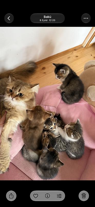 pişik satışı ucuz: 2ayliq balalar😍 Sari olan erkekdir 150 digerleri qizdir 50m Ana — 8