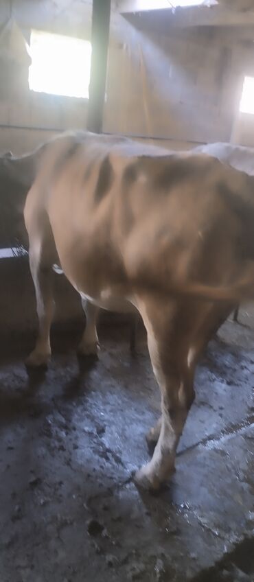 корова для молоко: Продаю | Корова (самка)
