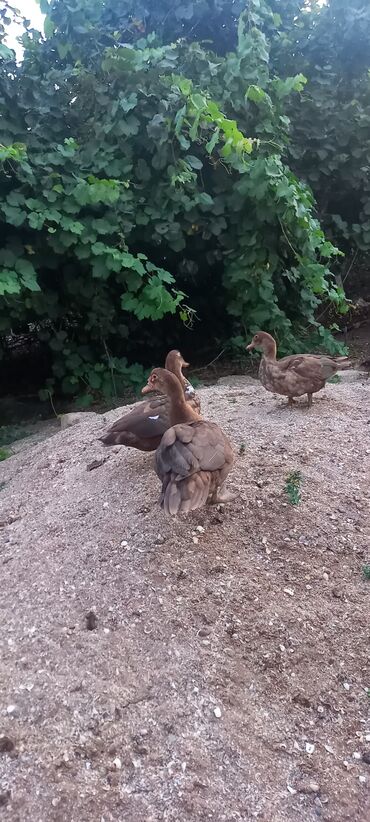 Cücələr: Dişi, Damazlıq