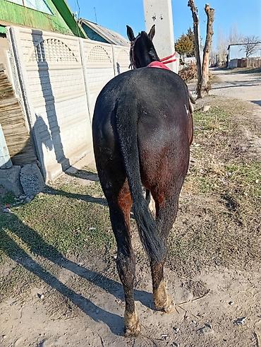 Лошади, кони: Продаю | Жеребец | Рабочий | Мерин — 9