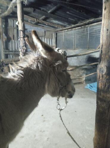 Другие с/х животные: Осёл рабочего ешек сатылат срочно улагы уйуру 💯💯💯 араба тартат жорго — 11