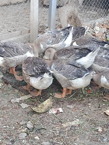 qaz sekli: Salam.Sağlam Yerli Bu ilki Qazlar.Ünvan Binəqədi DSK yolu — 4