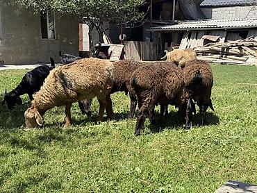 Баран, овца: Продаю | Баран (самец) at lalafo.kg — 2 Баран, овца: Продаю | Баран (самец) — 2