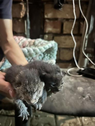 новорождённые котята: Кошка даром: Беспородная, 1 месяц, Мальчик, С прививками — 5