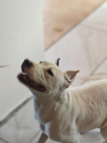 ən gozəl itlər: Pitbul, 6 ay, Erkək, Peyvəndli — 5
