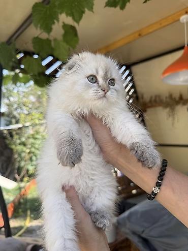 кошка потеряна найдена в бишкеке: Скотиш Фолд (Шотландская вислоухая), 2 месяца, Девочка, Серебристая шиншилла, Приучена к лотку, Проглистована, С документами — 2