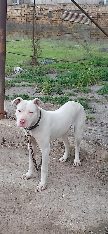 İtlər: Pitbul, 10 ay, Erkek, Peyvəndli — 3