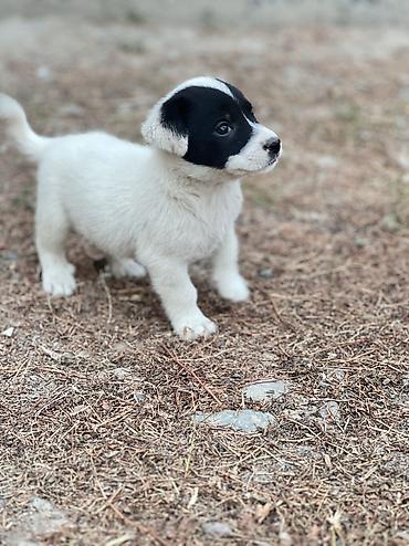 собаки карабалта: Кучукторго уй керек🐶🐼
Бишкек Новопавловка — 2