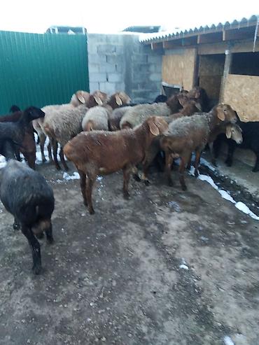 Баран, овца: Продаю | Овца (самка), Ягненок, Баран (самец) | Полукровка | На забой, Для разведения, Для шерсти | Племенные, Котные, Матка — 2