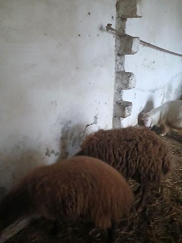 Qoyunlar, qoçlar: Iki baş qala cinsi ekizdilər 11 ayLlqdlLar qiymet birine aiddir.qoc — 11