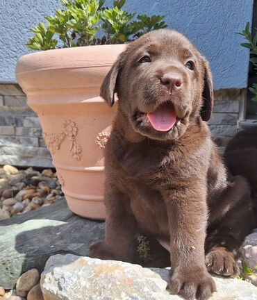 Psi: Na prodaju čistokrvni štenci čokoladnog labradora, sa pedigreom
