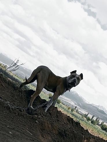 Продажа собак: Скоро на продажу будут щенки питбуля чистокровной породы! 📍 Продажа — 2