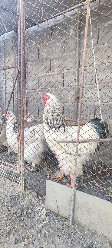 Животные: Продаю | Инкубационные яйца | Брама | Для разведения, Несушки — 2