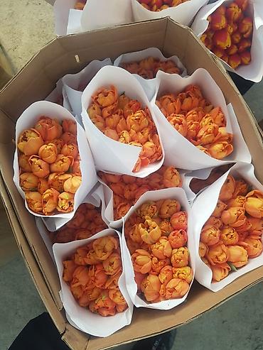 Букеты из живых цветов: Тюльпаны с луковицей — ассортименты цветов и сортов оптом на 8 - марта — 6