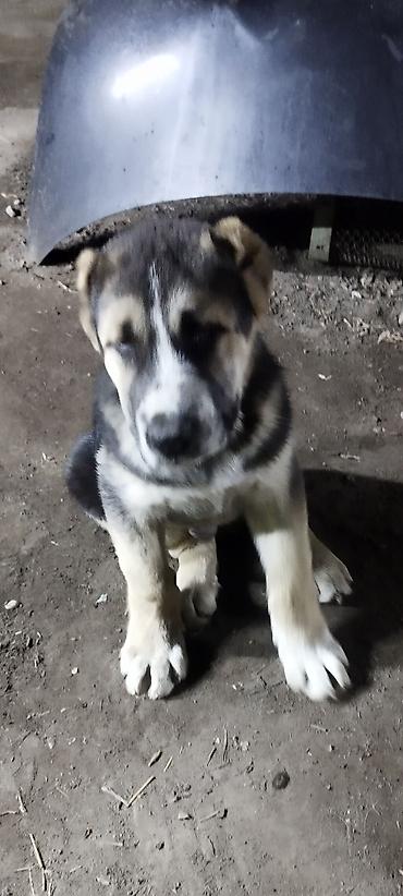 Продажа собак: Алабай, 3 месяца, Самец, С прививкой — 5