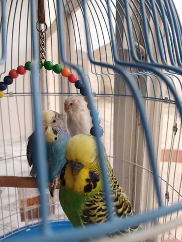 Oyuncaqlar: Quşlar satılır.Hazır cütlüklər,3 dəfə bala veriblər,indidə yumurtaya -da lalafo.az — 8 Oyuncaqlar: Quşlar satılır.Hazır cütlüklər,3 dəfə bala veriblər,indidə yumurtaya — 8