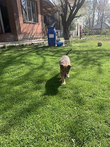 Продажа собак: Лайка, 3 месяца, Самец — 25