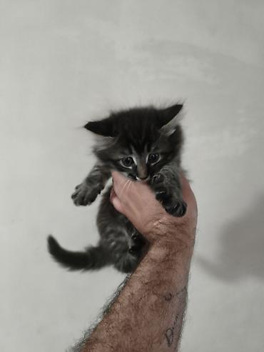 Pişiklər: Yaxşı əllərə — 8