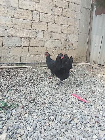cin bildircini yumurtasi: Saf qan avstralob toyuqlarinin yumurtası var heyvan lar göz — 2