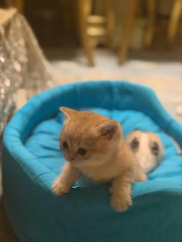 Pişiklər: Britan, Erkək, Dişi, Yaxşı əllərə, Rayonlara çatdırılma, Ünvandan götürmə, Pulsuz çatdırılma — 4