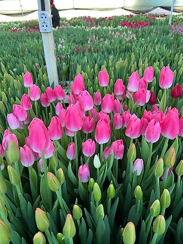 Букеты из живых цветов: Тюльпаны на 8 марта Принимаю корпоративные заказы с оформлением 16 — 4