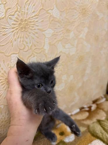Кошки: Отдам в добрые ручкизамечательных котят Котята, домашние, возраст — 2