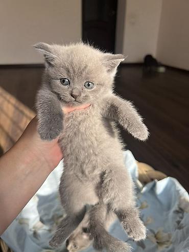 мал кой: Британцы породистые котята
Котята приучены к лотку 🌸 — 7