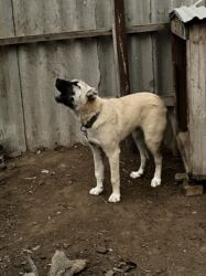 İtlər: Çoban iti 5 aylıq dişi 350 azn 055 662 05 16 bu nömreye yazın — 13