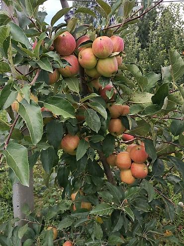 Продажа сельхоз предприятий: Продаю 6 ти летние яблоневые деревья (действующий яблоневый сад) — 10