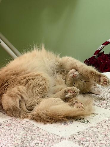 все для кошки: Мальчик — 1