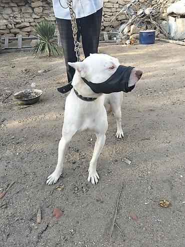 it dişi: Pitbul, 1 il, Dişi, Peyvəndli — 3