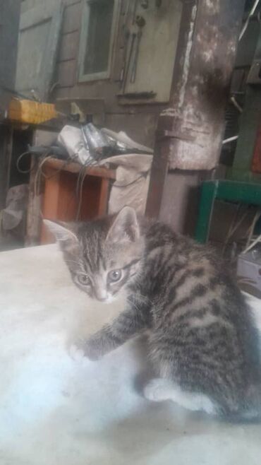 отдам кота я его боюсь: Кошка даром: Беспородная, 2 месяца, Мальчик