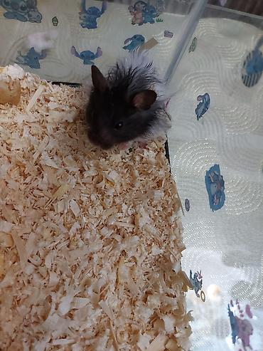 taxta qurdu: Uzaq tüklü, iki rəngli (qara-ağ) hamster - Növ: dekorativ hamster — 2