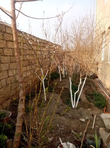 Həyət evləri və villaların satışı: Əmircan qəs. 5 otaqlı, 240 kv. m, Kredit yoxdur, Orta təmir -da lalafo.az — 3 Həyət evləri və villaların satışı: Əmircan qəs. 5 otaqlı, 240 kv. m, Kredit yoxdur, Orta təmir — 3