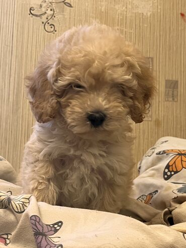 İtlər: Pudel, 2 ay, Erkek, Peyvəndli, Ödənişli çatdırılma — 3