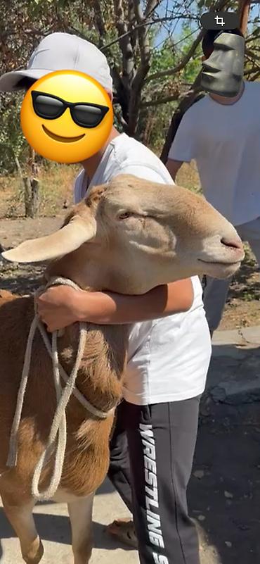 Баран, овца: Продаю | Баран (самец) | Арашан | Для разведения | Племенные, Осеменитель — 2