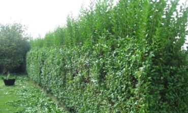 Другие услуги: Садовник! Готовим Сад к Зиме! Обработка Сада! Осенняя обрезка и — 10