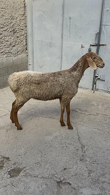 Продаю | Овца (самка), Ягненок | Арашан | Для разведения | Матка at lalafo.kg Продаю | Овца (самка), Ягненок | Арашан | Для разведения | Матка